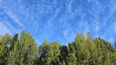 Descripción de la foto